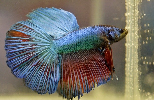 jenis jenis ikan cupang