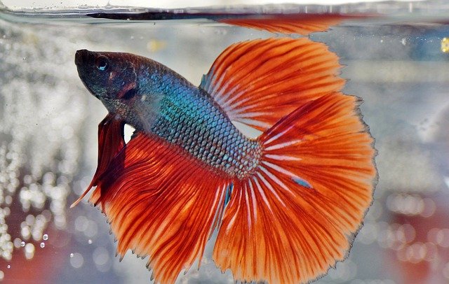 jenis jenis ikan cupang