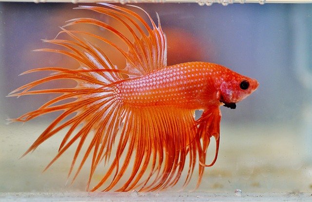 jenis jenis ikan cupang