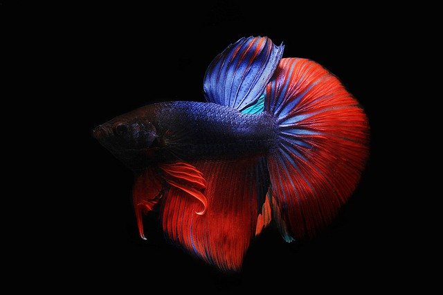 jenis jenis ikan cupang