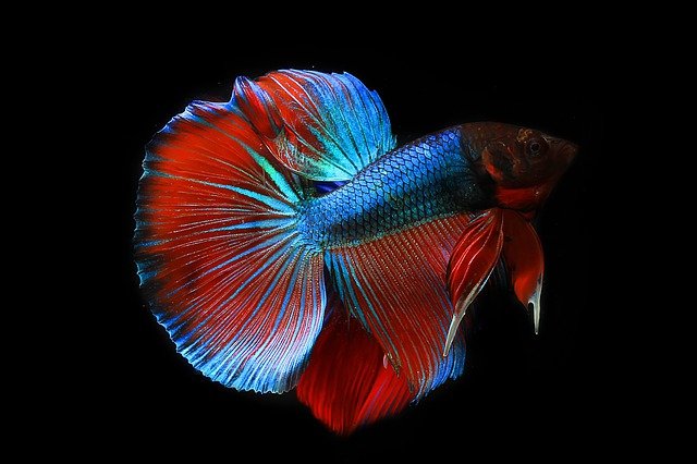 jenis jenis ikan cupang