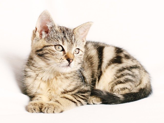 hukum jual beli kucing