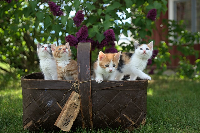 hukum jual beli kucing