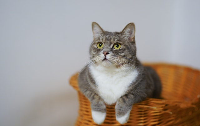 hukum jual beli kucing