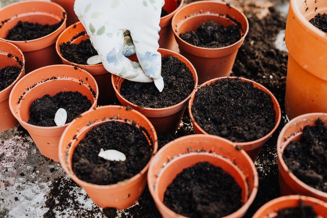 cara membuat pupuk kompos dari daun