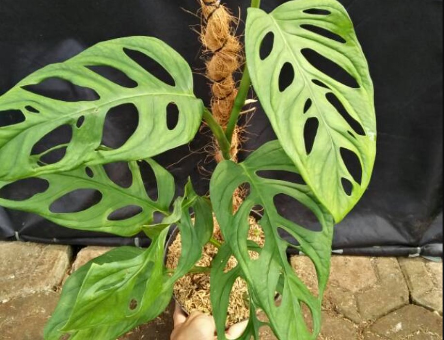 jenis jenis monstera