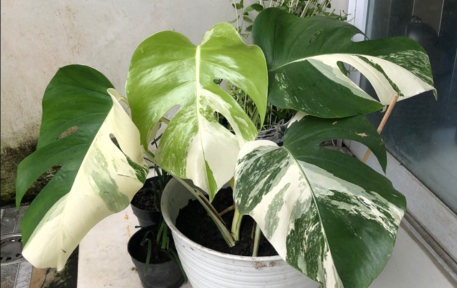 jenis jenis monstera