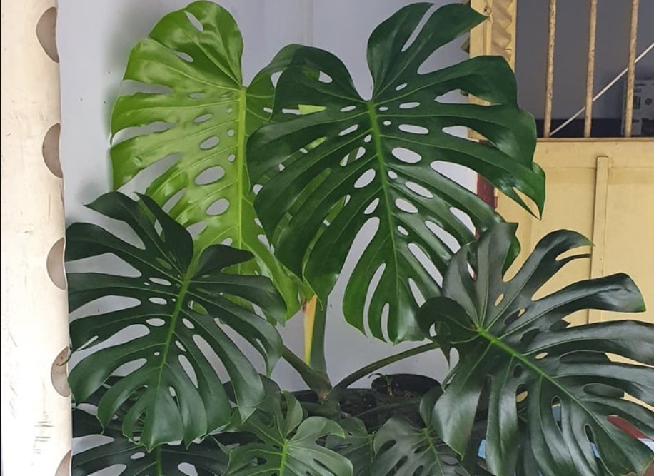 jenis jenis monstera