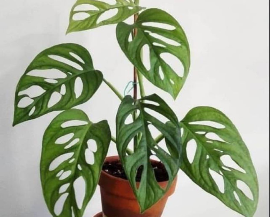 jenis jenis monstera