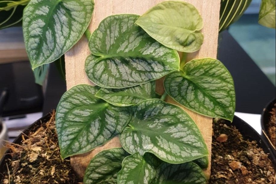 jenis jenis monstera