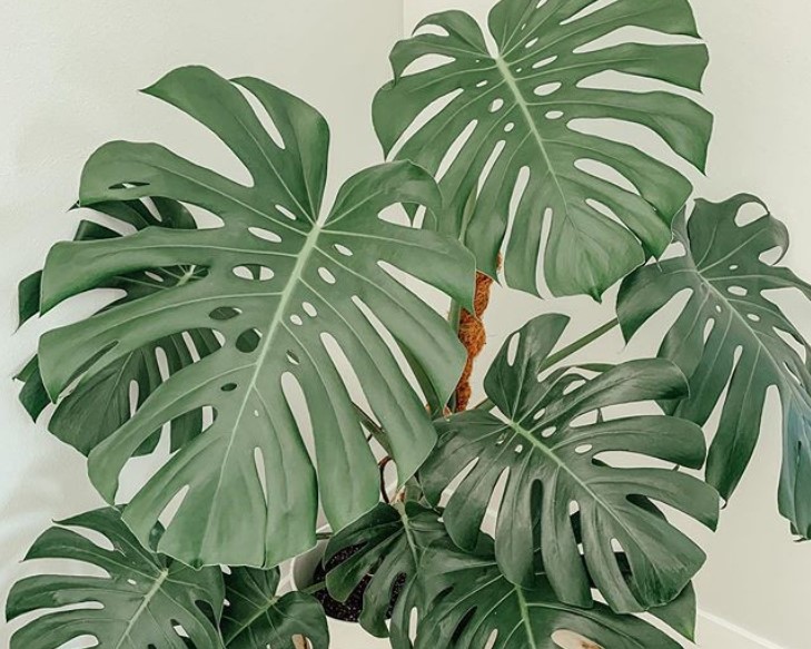 jenis jenis monstera