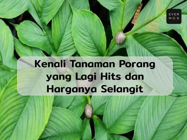 Tanaman Porang