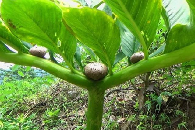 Tanaman Porang