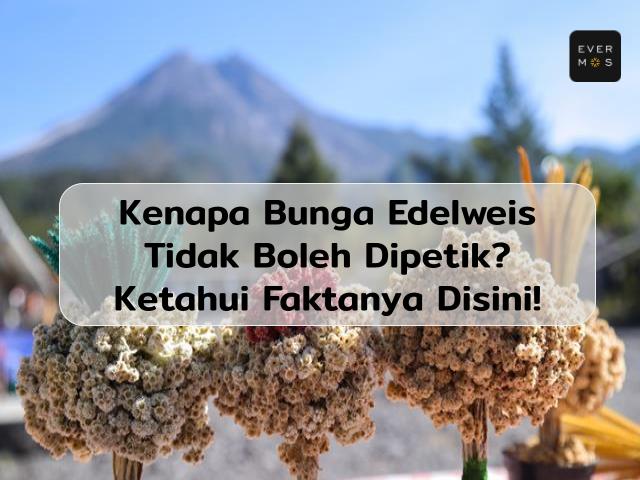 Bunga Edelweis