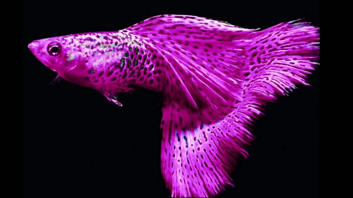 Ikan guppy