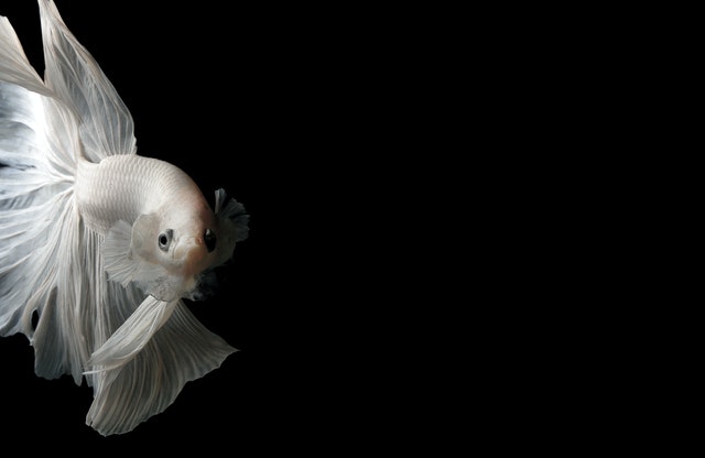 ikan cupan