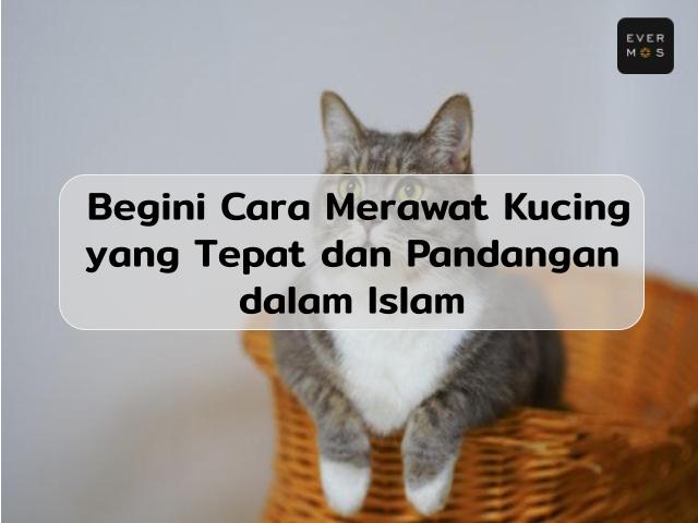 cara merawat kucing