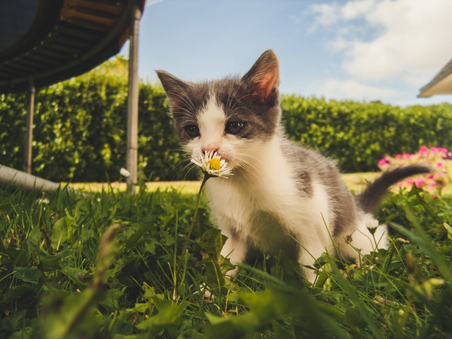 cara merawat kucing