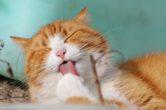 cara merawat kucing