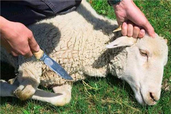doa menyembelih hewan qurban
