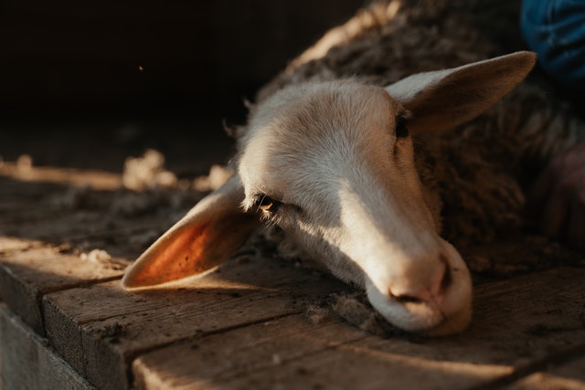 Qurban berasal dari bahasa arab yang artinya