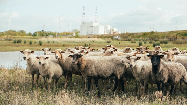 Qurban berasal dari bahasa arab yang artinya