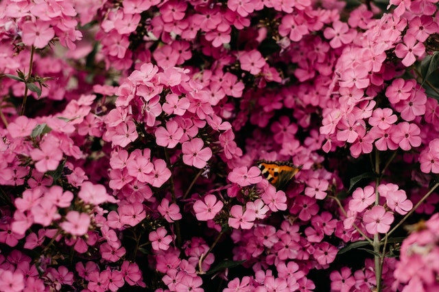 warna pink cocok dengan warna apa