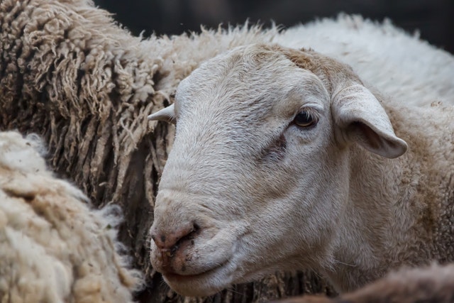 Qurban berasal dari bahasa arab yang artinya