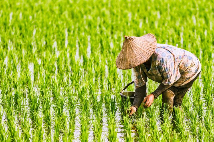 Tanggal 24 September Diperingati sebagai Hari