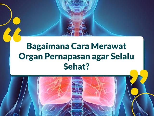 Bagaimana Cara Merawat Organ Pernapasan