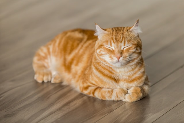 Hari kucing sedunia