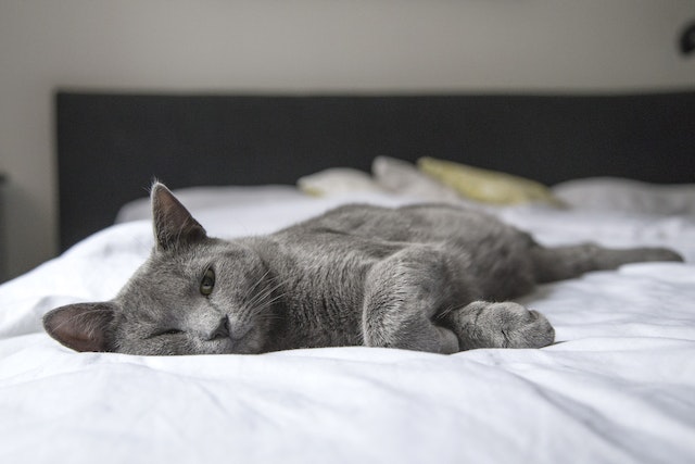 Nama Kucing Lucu