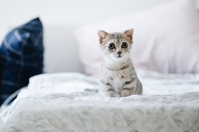 Nama Kucing Lucu
