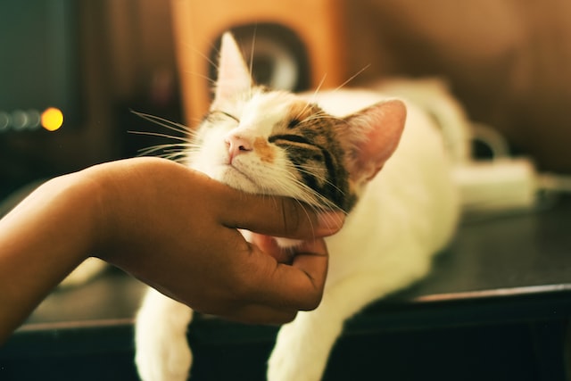 Hari kucing sedunia