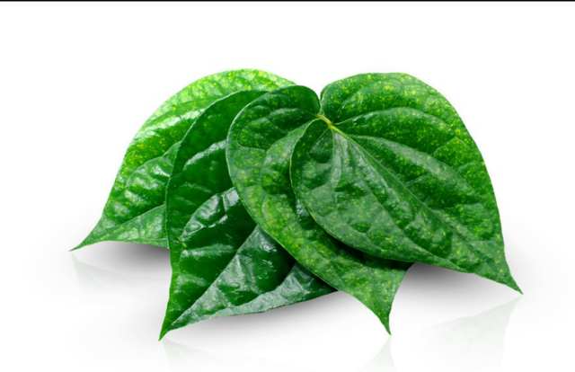 tanaman obat