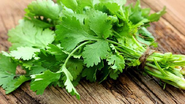 daun ketumbar