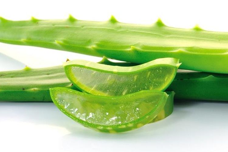 Lidah buaya