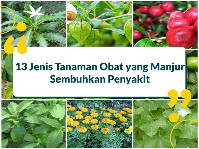 Jenis Tanaman Obat