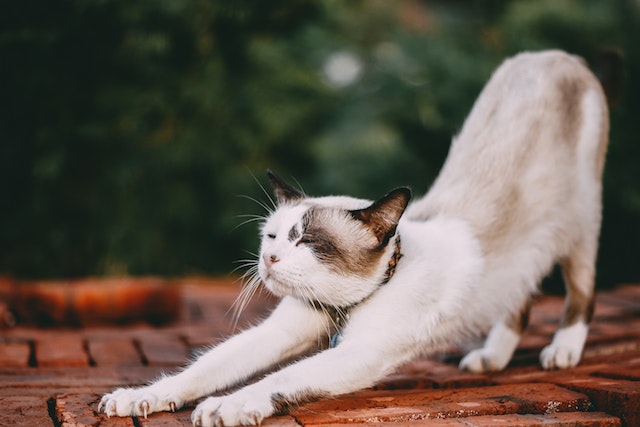 Nama Nama Kucing Islami