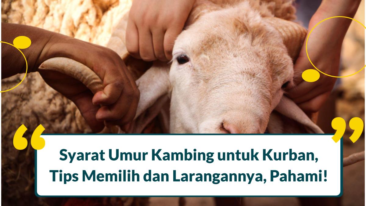 umur minimal kambing bisa untuk kurban