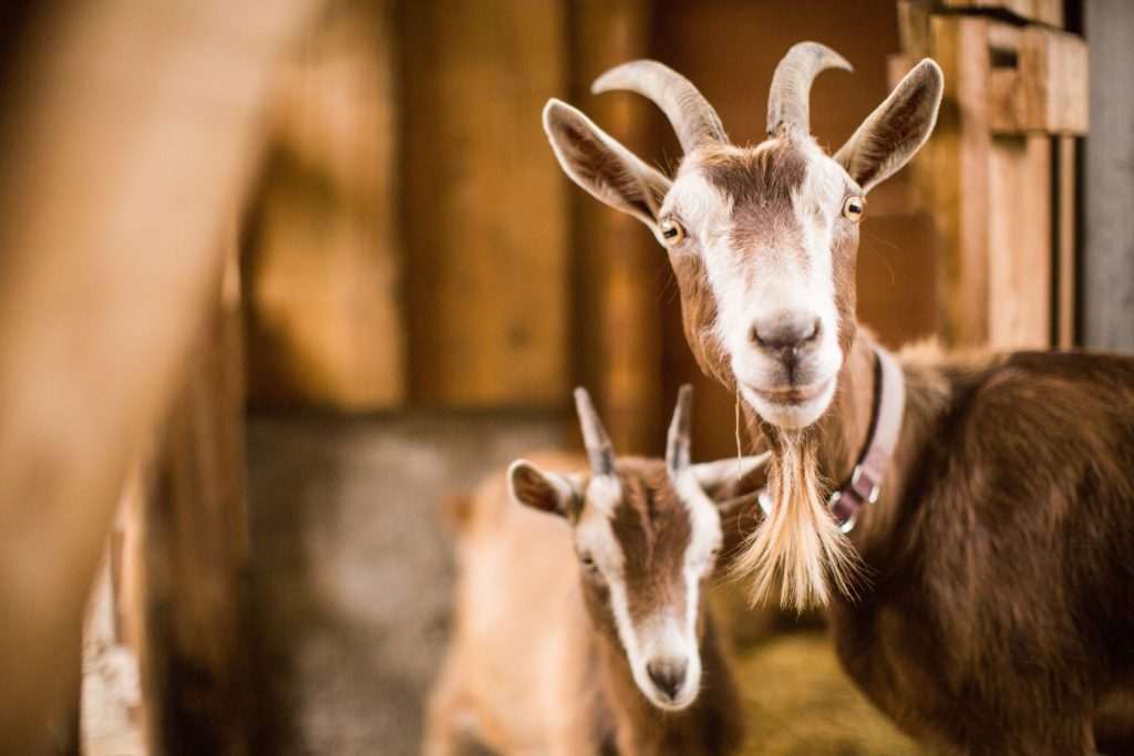 umur minimal kambing bisa untuk kurban adalah