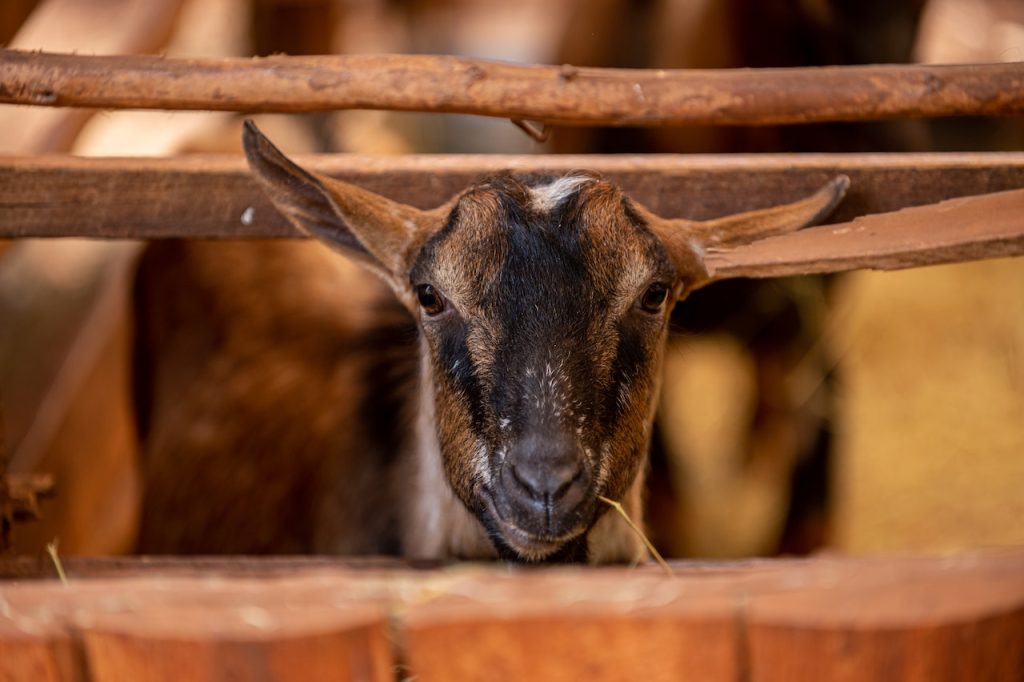 umur minimal kambing kurban