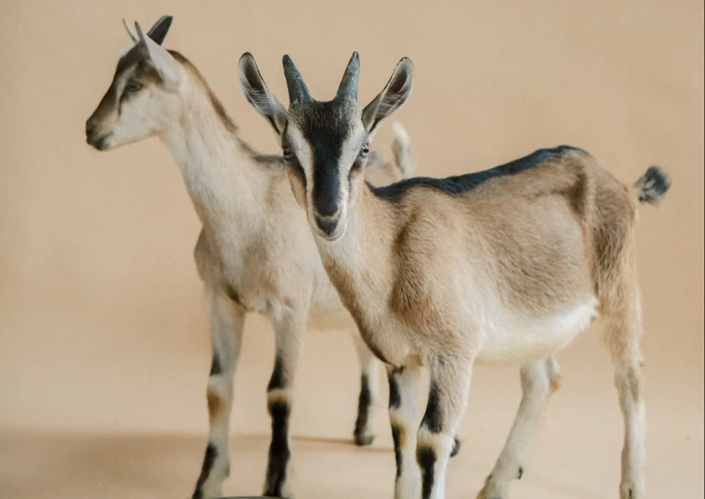 harga kambing kurban 2022