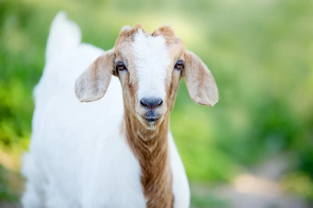 harga kambing kurban 2022