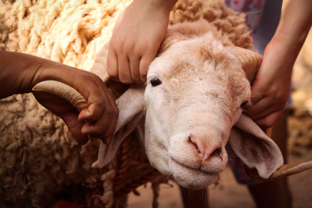 umur minimal kambing bisa untuk kurban adalah