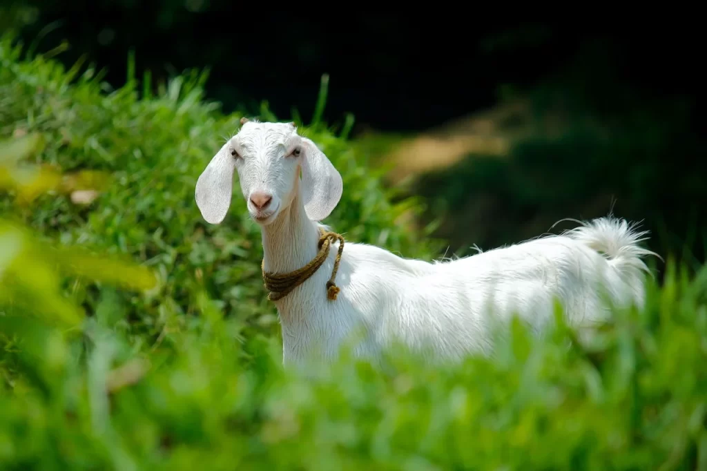 harga kambing kurban 2023