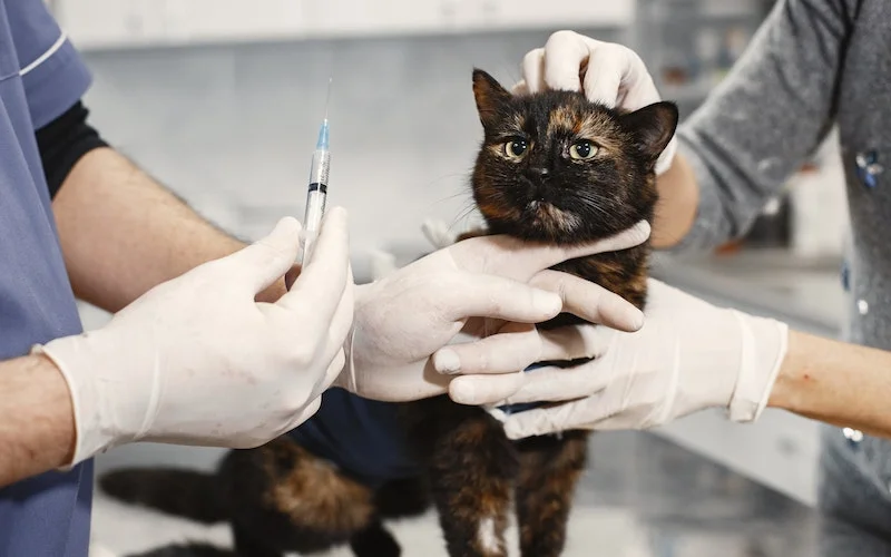 Cara Merawat Anak Kucing yang Baru Lahir Agar Tidak Mati