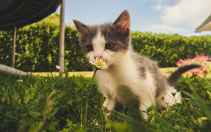 Cara Merawat Anak Kucing yang Baru Lahir Agar Tidak Mati