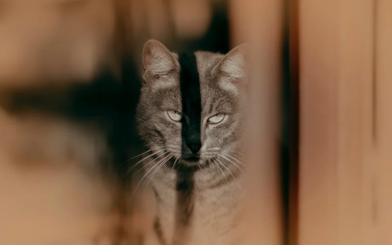 Cara Merawat Anak Kucing yang Baru Lahir Agar Tidak Mati