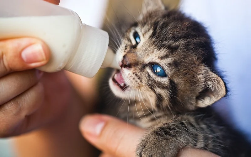 Cara Merawat Anak Kucing yang Baru Lahir Agar Tidak Mati